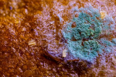 Ekmek kalıbı. Güzel küf. Küf sporları, makro. Küf açık, sarı, şeffaf..