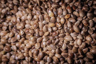 Büyük bir yığın içinde marihuana tohumları. Kenevir tohumları