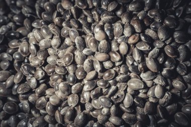 Büyük bir yığın içinde marihuana tohumları. Kenevir tohumları