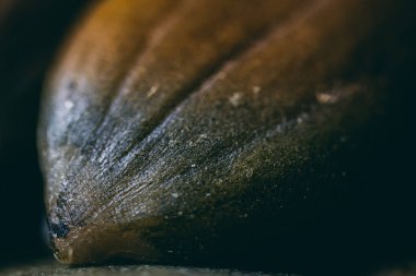 Büyük bir yığın içinde Hulk kabak tohumları. Balkabağı tohumları