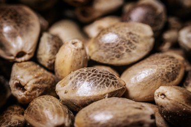 Büyük bir yığın içinde marihuana tohumları. Kenevir tohumları