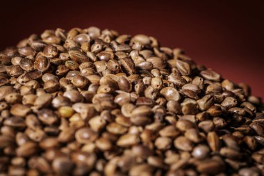 Büyük bir yığın içinde marihuana tohumları. Kenevir tohumları