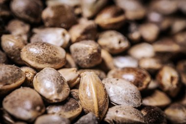 Büyük bir yığın içinde marihuana tohumları. Kenevir tohumları