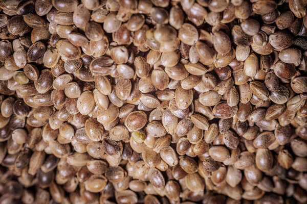 Marijuana seeds in a big pile. Hemp seeds