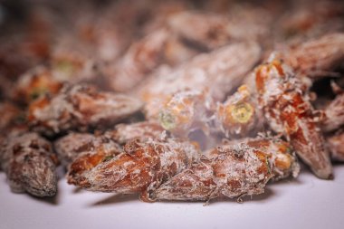 Çam tomurcukları sağlıklı beslenir. Çam tomurcukları yığını