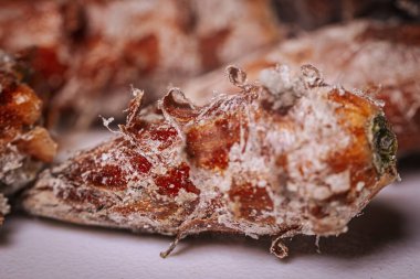 Çam tomurcukları sağlıklı beslenir. Çam tomurcukları yığını