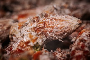 Çam tomurcukları sağlıklı beslenir. Çam tomurcukları yığını