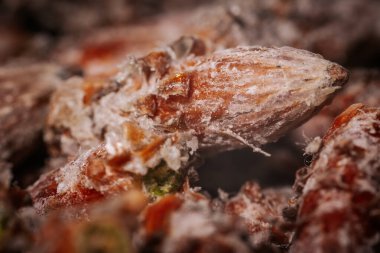 Çam tomurcukları sağlıklı beslenir. Çam tomurcukları yığını