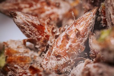 Çam tomurcukları sağlıklı beslenir. Çam tomurcukları yığını