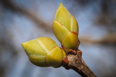 İlkbaharda dalda leylak tomurcukları