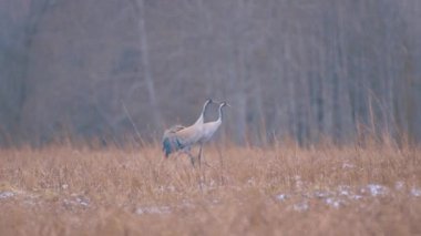 Turna kuşları havalanıyor. Kahverengi kazlar çayırda otluyor..