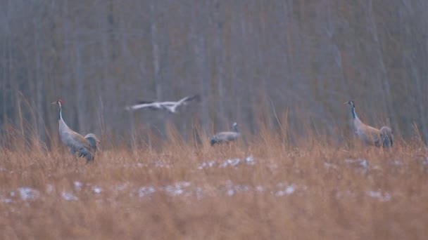 クレーン鳥が空中を飛んでいる 牧草地のブラウンジーゼル — ストック動画