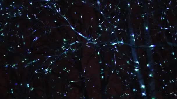 Открытое Лазерное Световое Шоу Лазерные Лучи — стоковое видео
