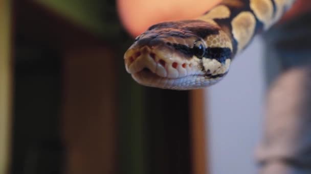 Una Pitón Estrangula Una Serpiente Sostenida Por Hombre — Vídeos de Stock