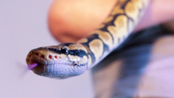 一条蟒蛇勒死了一条被人抓住的蛇 — 图库视频影像