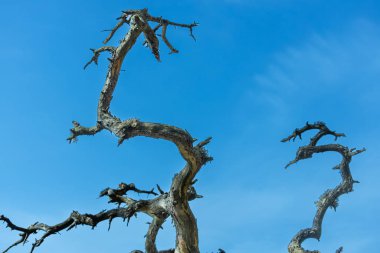 Mavi gökyüzünde kuru çam dalı