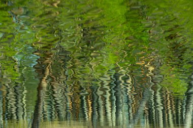 Sudaki ağaçların yansıması.