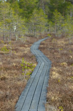 Niedraju Pilkas bataklığı Tahta tahta kaldırımlarla
