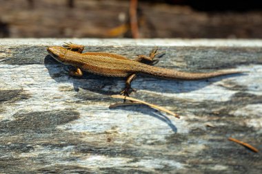 Bataklıktaki kertenkele