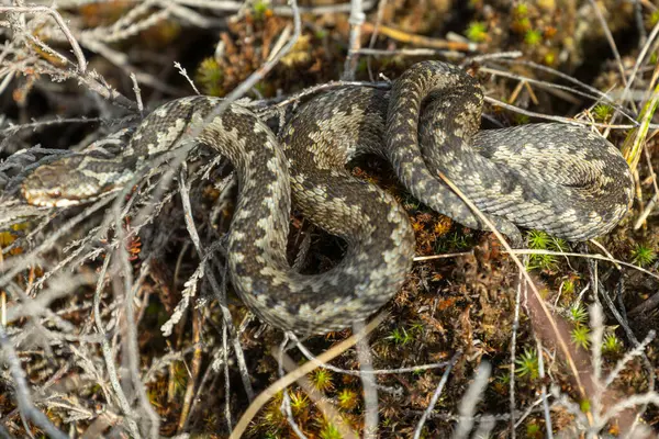 ヘビは暖かい日差しに巻き上げられました 共通の付着剤 共通のバイパー 共通の北のバイパー ヨーロッパの北のバイパー ストック写真