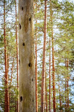 Kuru çam ağacı ve kuşlar çam ormanında yuva yapar.