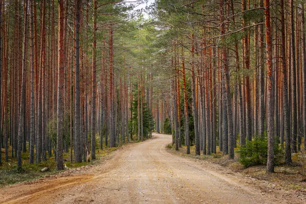 stock image Gravel road in the pine forest