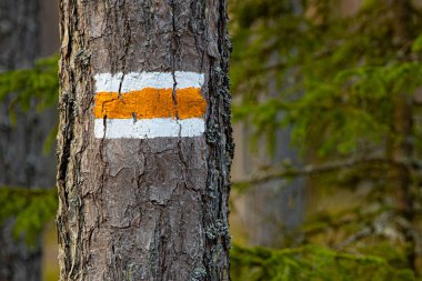 Letonya ormanlarındaki çam ağaçlarının üzerindeki orman patikaları. Çam gövdelerindeki orman patikaları, Letonya ormanlarındaki turizm