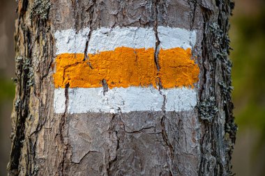 Letonya ormanlarındaki çam ağaçlarının üzerindeki orman patikaları. Çam gövdelerindeki orman patikaları, Letonya ormanlarındaki turizm