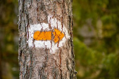 Letonya ormanlarındaki çam ağaçlarının üzerindeki orman patikaları. Çam gövdelerindeki orman patikaları, Letonya ormanlarındaki turizm
