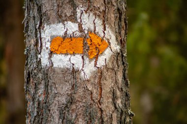 Letonya ormanlarındaki çam ağaçlarının üzerindeki orman patikaları. Çam gövdelerindeki orman patikaları, Letonya ormanlarındaki turizm