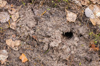 Köstebek yerden fırladı ve yığınla toprak yaptı.