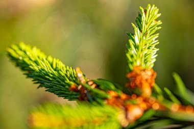 Ladin tomurcuğu yeşil iğne gün batımında çiçek açar.