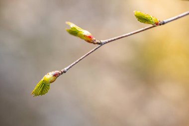 Huş ağacı tomurcuğu yeşil yaprak gün batımında çiçek açar.