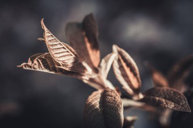 Kuş kiraz tomurcuğu yeşil yaprak gün batımında çiçek açar.