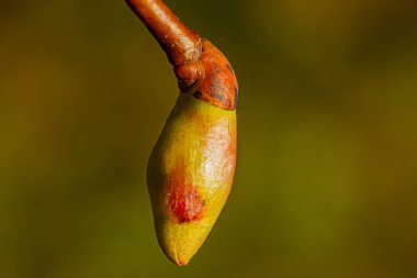 Linden tomurcuğu yeşil yaprak çiçekleri gün batımı ışınlarında