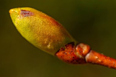Linden tomurcuğu yeşil yaprak çiçekleri gün batımı ışınlarında