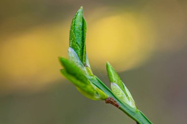 Yaban mersini tomurcukları günbatımında yeşil yapraklar.