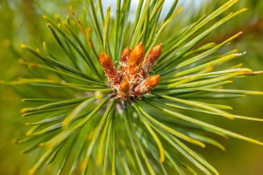 Çam tohumu yeşil iğnesi günbatımı ışınlarında açar.
