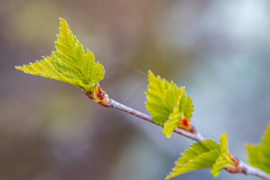 Huş ağacı tomurcuğu yeşil yaprak gün batımında çiçek açar.