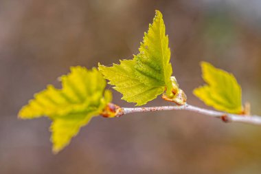 Huş ağacı tomurcuğu yeşil yaprak gün batımında çiçek açar.