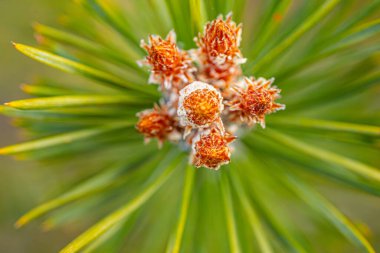 Çam tohumu yeşil iğnesi günbatımı ışınlarında açar.