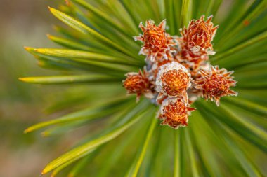 Çam tohumu yeşil iğnesi günbatımı ışınlarında açar.