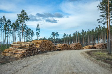 Çam ormanlarını kesiyor, yol kenarındaki bir yığın ağacı kesiyor.