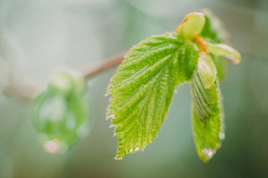 Baharda çiçekli fındık ağacı tomurcukları. Renkli tomurcuklar makro