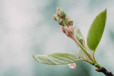 İlkbaharda çiçekli bahar tomurcukları. Renkli tomurcuklar makro