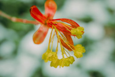 Taze bahar yaprakları. Salix sepulcralis Chrysocoma.