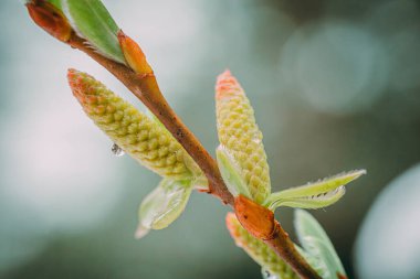 Taze bahar yaprakları. Salix sepulcralis Chrysocoma.