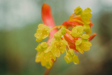 Taze bahar yaprakları. Salix sepulcralis Chrysocoma.