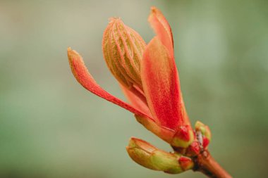 Baharda çiçekli akçaağaç tomurcukları. Kırmızı tomurcuklar makro
