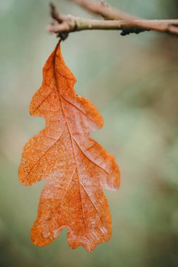Meşe yaprağı kahverengi renk. Bir dalda eski bir yaprak